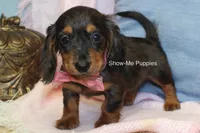 Jolene, a female Miniature Dachshund for sale in West Plains, MO – 4 of 10