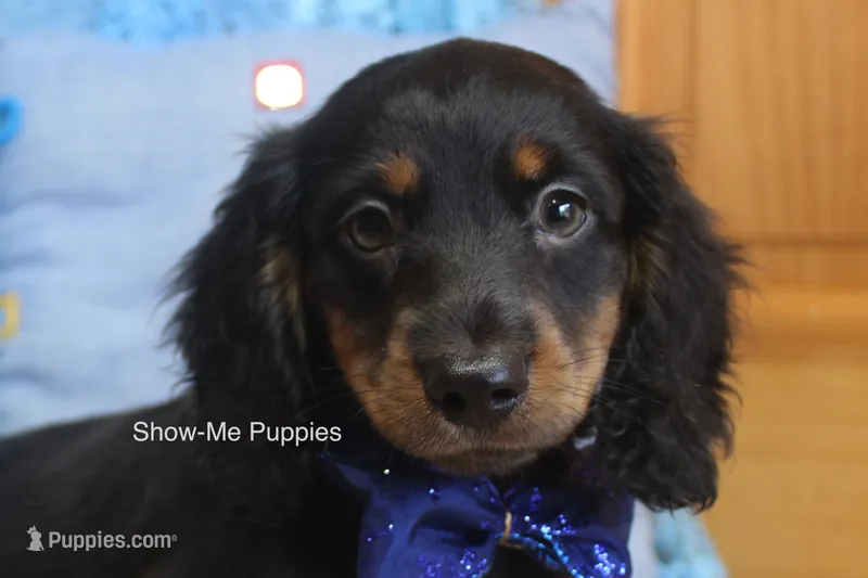 Luther – Miniature Dachshund puppy for sale in West Plains, MO
