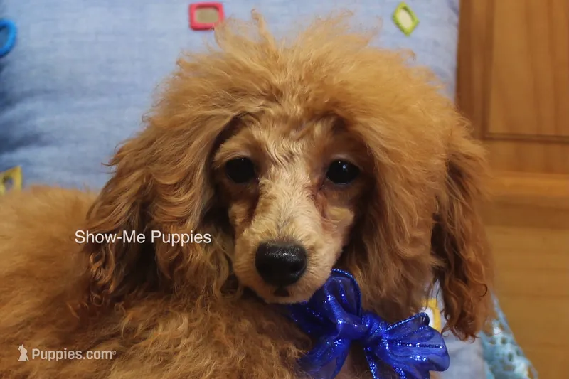 Karter – Poodle - Toy  puppy for sale in West Plains, MO
