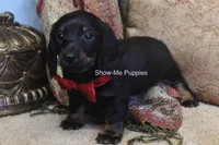 Nicole, a female Miniature Dachshund for sale in West Plains, MO – 3 of 10