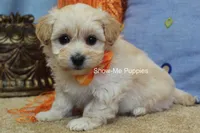 Connor, a male Maltipoo for sale in West Plains, MO – Photo 8 of 10