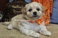 Connor, a male Maltipoo for sale in West Plains, MO – Photo 2 of 10