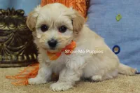 Connor, a male Maltipoo for sale in West Plains, MO – Photo 7 of 10
