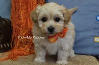 Connor, a male Maltipoo for sale in West Plains, MO – Photo 5 of 10