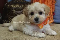 Connor, a male Maltipoo for sale in West Plains, MO – Photo 9 of 10