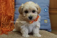 Connor, a male Maltipoo for sale in West Plains, MO – Photo 10 of 10
