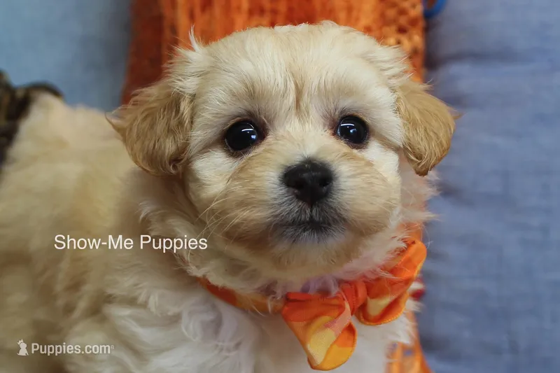 Connor – Maltipoo puppy for sale in West Plains, MO