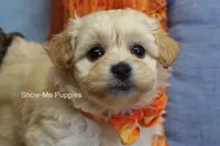 Connor, a male Maltipoo for sale in West Plains, MO – Photo 1 of 10