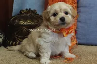 Connor, a male Maltipoo for sale in West Plains, MO – Photo 4 of 10