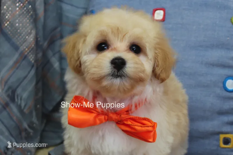 Connor – Maltipoo puppy for sale in West Plains, MO