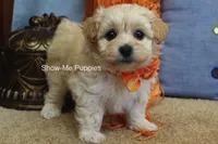 Connor, a male Maltipoo for sale in West Plains, MO – Photo 3 of 10