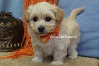 Connor, a male Maltipoo for sale in West Plains, MO – Photo 6 of 10