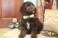 Marshal, a male Poodle - Miniature  for sale in West Plains, MO – 3 of 10