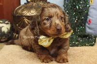 Tommy, a male Miniature Dachshund for sale in West Plains, MO – Photo 3 of 10