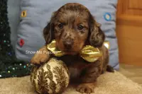 Tommy, a male Miniature Dachshund for sale in West Plains, MO – Photo 5 of 10