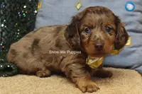 Tommy, a male Miniature Dachshund for sale in West Plains, MO – Photo 2 of 10