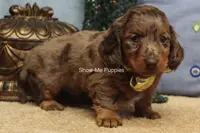 Tommy, a male Miniature Dachshund for sale in West Plains, MO – Photo 9 of 10