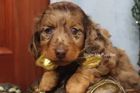 Tommy, a male Miniature Dachshund for sale in West Plains, MO – Photo 6 of 10