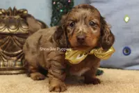 Tommy, a male Miniature Dachshund for sale in West Plains, MO – Photo 10 of 10