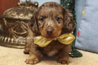 Tommy, a male Miniature Dachshund for sale in West Plains, MO – Photo 1 of 10
