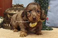 Tommy, a male Miniature Dachshund for sale in West Plains, MO – Photo 7 of 10