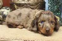 Tommy, a male Miniature Dachshund for sale in West Plains, MO – Photo 4 of 10