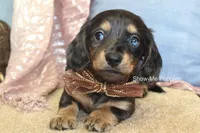 Josie, a female Miniature Dachshund for sale in West Plains, MO – 6 of 10