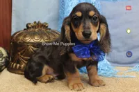 Joseph, a male Miniature Dachshund for sale in West Plains, MO – 6 of 8