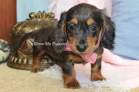 Jolene, a female Miniature Dachshund for sale in West Plains, MO – 6 of 10