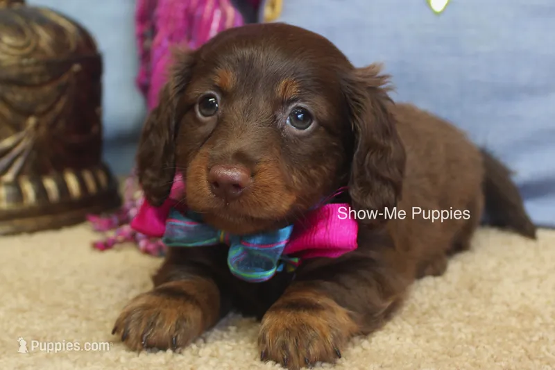 Morgana – Miniature Dachshund puppy for sale in West Plains, MO