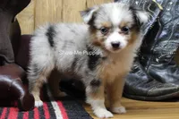 Tammi, a female Miniature Australian Shepherd and Toy Australian Shepherd for sale in West Plains, MO – 3 of 10