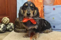 Joseph, a male Miniature Dachshund for sale in West Plains, MO – 8 of 10
