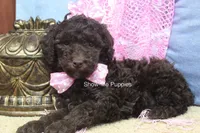 Maisie, a female Poodle - Miniature  for sale in West Plains, MO – 6 of 9