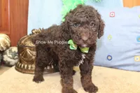 Marshal, a male Poodle - Miniature  for sale in West Plains, MO – 8 of 9