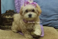 Ella Mae, a female Maltipoo for sale in West Plains, MO – 7 of 10