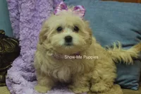 Ella Mae, a female Maltipoo for sale in West Plains, MO – 10 of 10