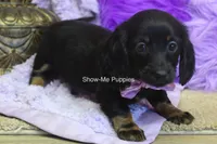 Nova, a female Miniature Dachshund for sale in West Plains, MO – 4 of 8