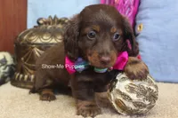 Morgana, a female Miniature Dachshund for sale in West Plains, MO – 9 of 9