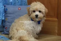 Connor, a male Maltipoo for sale in West Plains, MO – 8 of 9