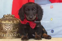 Lucas, a male Miniature Dachshund for sale in West Plains, MO – 3 of 8
