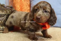 Herbie, a male Miniature Dachshund for sale in West Plains, MO – 9 of 10