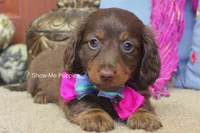 Morgana, a female Miniature Dachshund for sale in West Plains, MO – 2 of 9