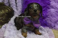 Natasha, a female Miniature Dachshund for sale in West Plains, MO – 3 of 10