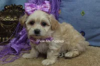 Ella Mae, a female Maltipoo for sale in West Plains, MO – 10 of 10