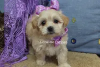 Ella Mae, a female Maltipoo for sale in West Plains, MO – 2 of 10