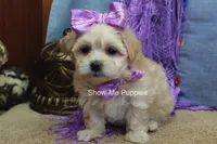 Ella Mae, a female Maltipoo for sale in West Plains, MO – 5 of 10