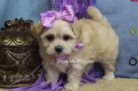 Ella Mae, a female Maltipoo for sale in West Plains, MO – 8 of 10