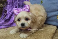 Ella Mae, a female Maltipoo for sale in West Plains, MO – 9 of 10