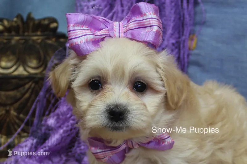 Ella Mae – Maltipoo puppy for sale in West Plains, MO