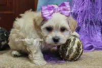 Ella Mae, a female Maltipoo for sale in West Plains, MO – 7 of 10